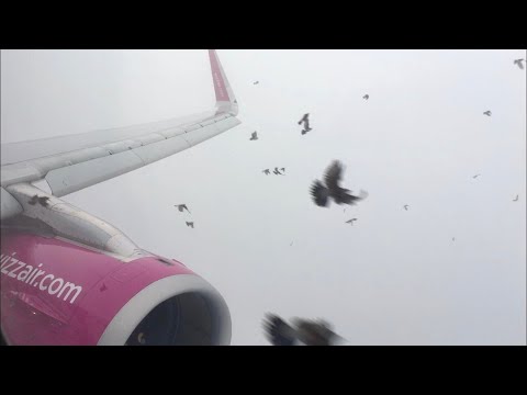 BIRDSTRIKE!!! Wizzair | A321 | Eindhoven - Budapest | full flight video