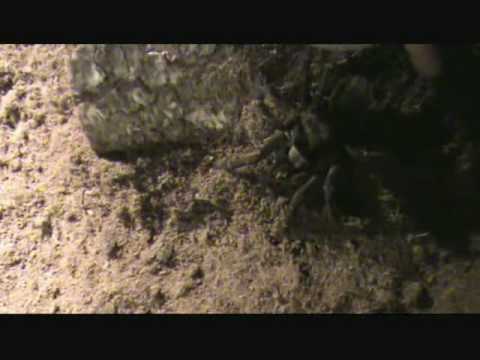 lizard skin grips quick look at the spider enclosure
