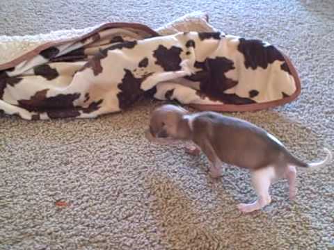 WHIPPET puppy born july 28 2009 runt of litter at ...