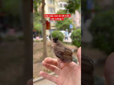 Chú mào non bị rớt trên cây xuống ?