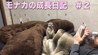 【ミーアキャット】モナカの成長日記＃② (~携帯ＶＳモナカ~)