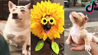 Try not to laugh: Funny and Cute Animals on Tiktok - Funny Animal Videos - Funny Trendy Everyday