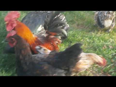 Курий? Нет... Петух - некондиция... Курий? Нет... Петух - некондиция...