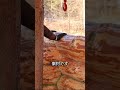 苔が守る家。丸太小屋の驚きの断熱術