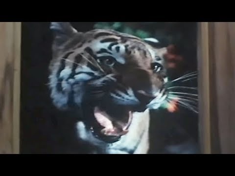 tiger-enters-shashi-kapoor's-house-|-jaanwar-aur-insaan-|-action-scene-11/15