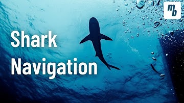 Navigation in Sharks | How do they do it?