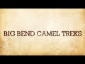 Big Bend Camel Treks