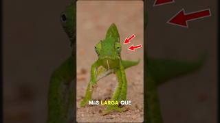 3 Lenguas de Animales Que Parecen Completamente Falsas 😱
