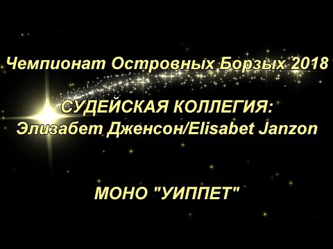 Уиппеты. Класс Щенков. Чемпионат Островных Борзых 2018.