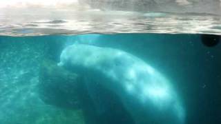 Underwater Wrestling