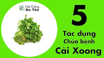 5 Tác Dụng Chữa Bệnh Tuyệt Vời Từ Cải Xoong | Hạt Giống An Yên Shop
