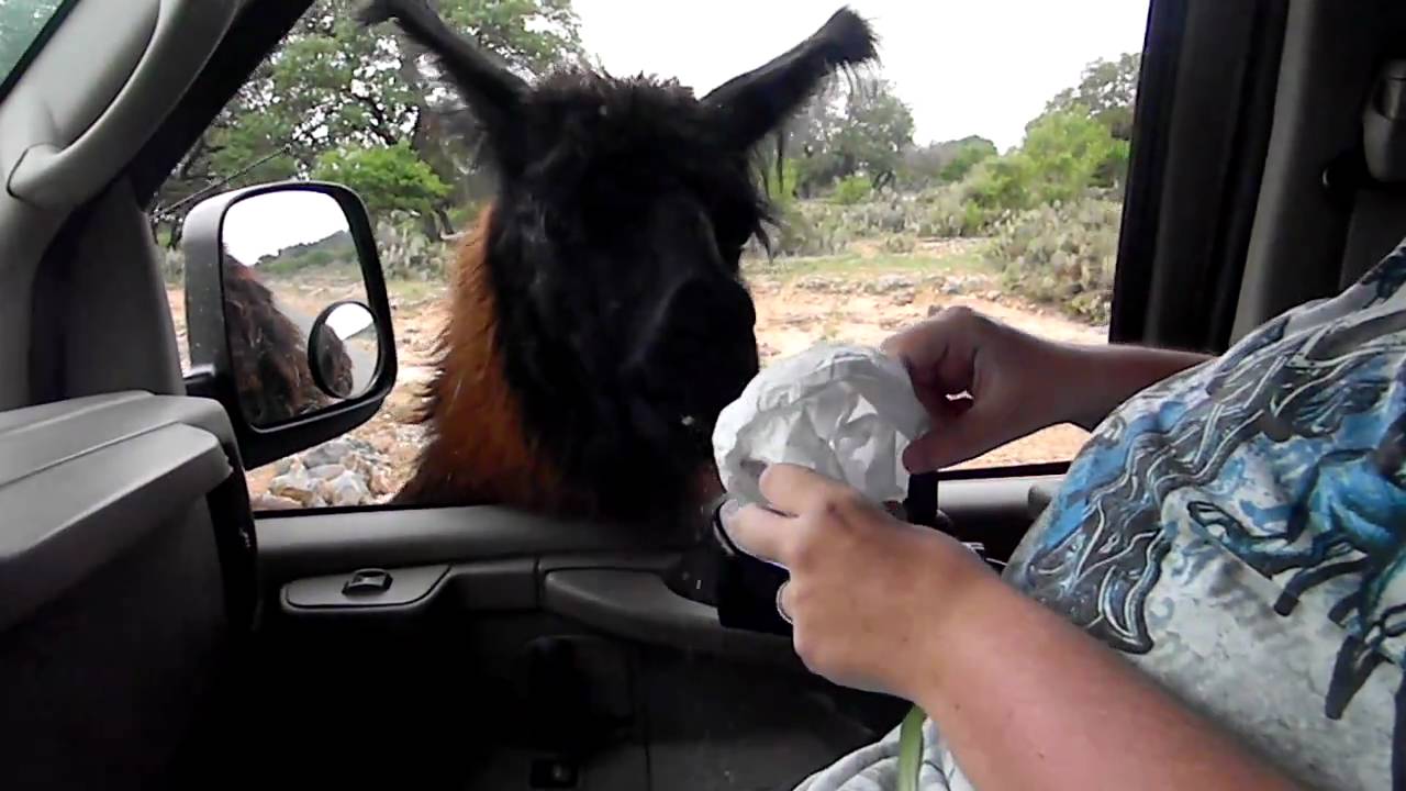 Safari san antonio coupons