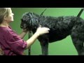 Grooming a Doodle - Natural &amp; Puppy Cut (Trailer)