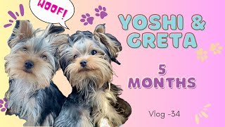 Yorkies Yoshi & Greta Yorkies at 5 months. Trying New Snack. Vet Visit. First Dog Friend.