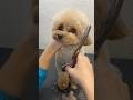 Грумінг мальтіпу 🐶 Стрижка мордочки ✂️