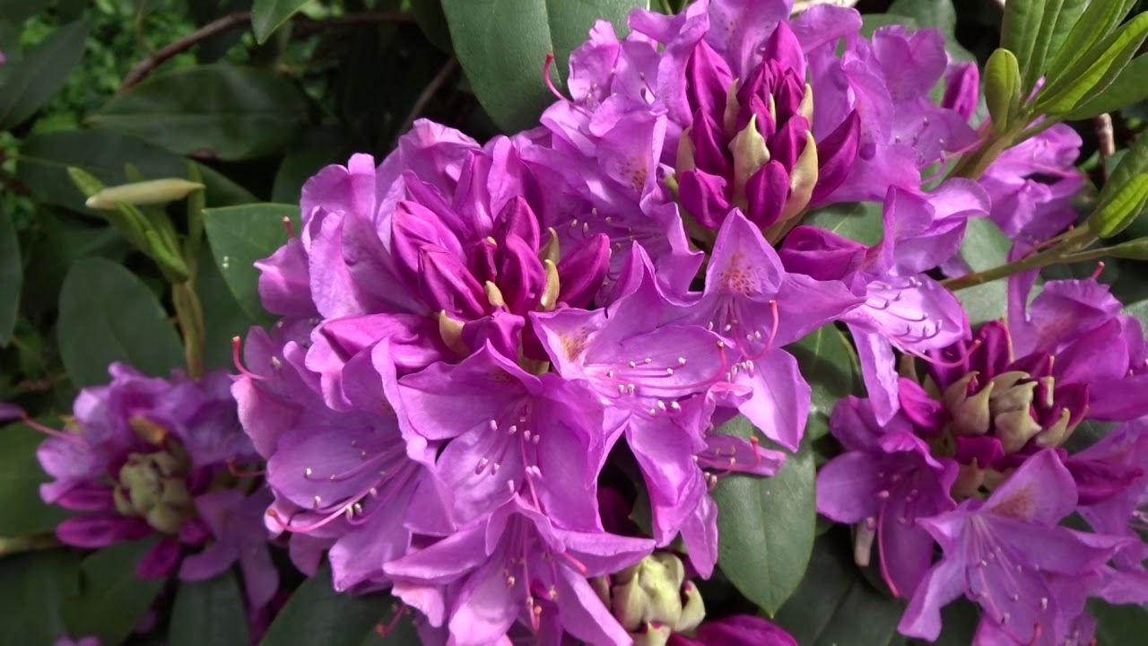 Rododendro rosa: Rhododendron arboreum (www.riomoros.com)