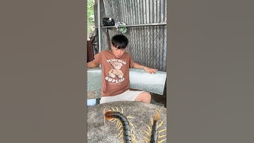 thật đáng sợ đó là một con rết khổng lồ 😨 #shorts