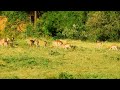 Life around the waterhole