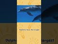 facts about dolphins#dolphins#fish #facts