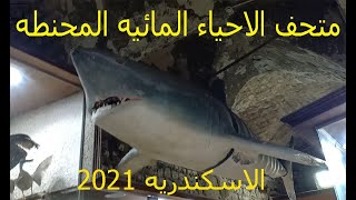 متحف الاحياء المائيه المحنطه في الاسكندريه ٢٠٢١ (اسماك ومعدات نادره) Alexandria