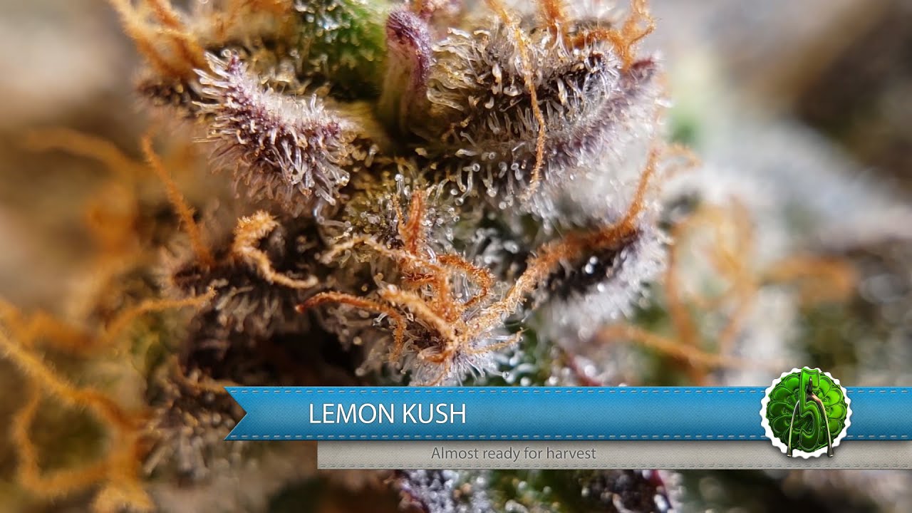 Lemon Kush almost ready for harvest! Juicy trichomes!