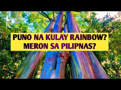 Video: Saan makikita ang rainbow eucalyptus?