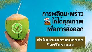 NFC Rayong -- EP.33 - การผลิตมะพร้าวให้ได้คุณภาพเพื่อการส่งออก --