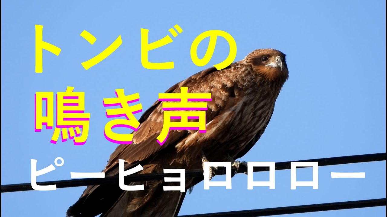 トンビ の 鳴き声