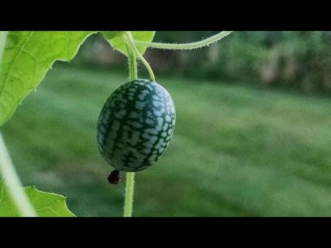 Самый маленький арбуз! Урожай 2020! - YouTube