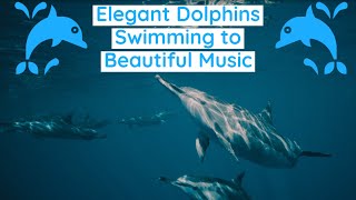 Elegant Dolphins Swimming to Beautiful Music