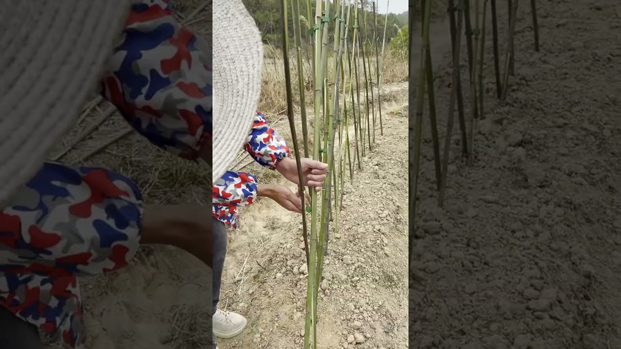 No ropes? Try this plastic clip—super convenient for fixing bamboo poles!