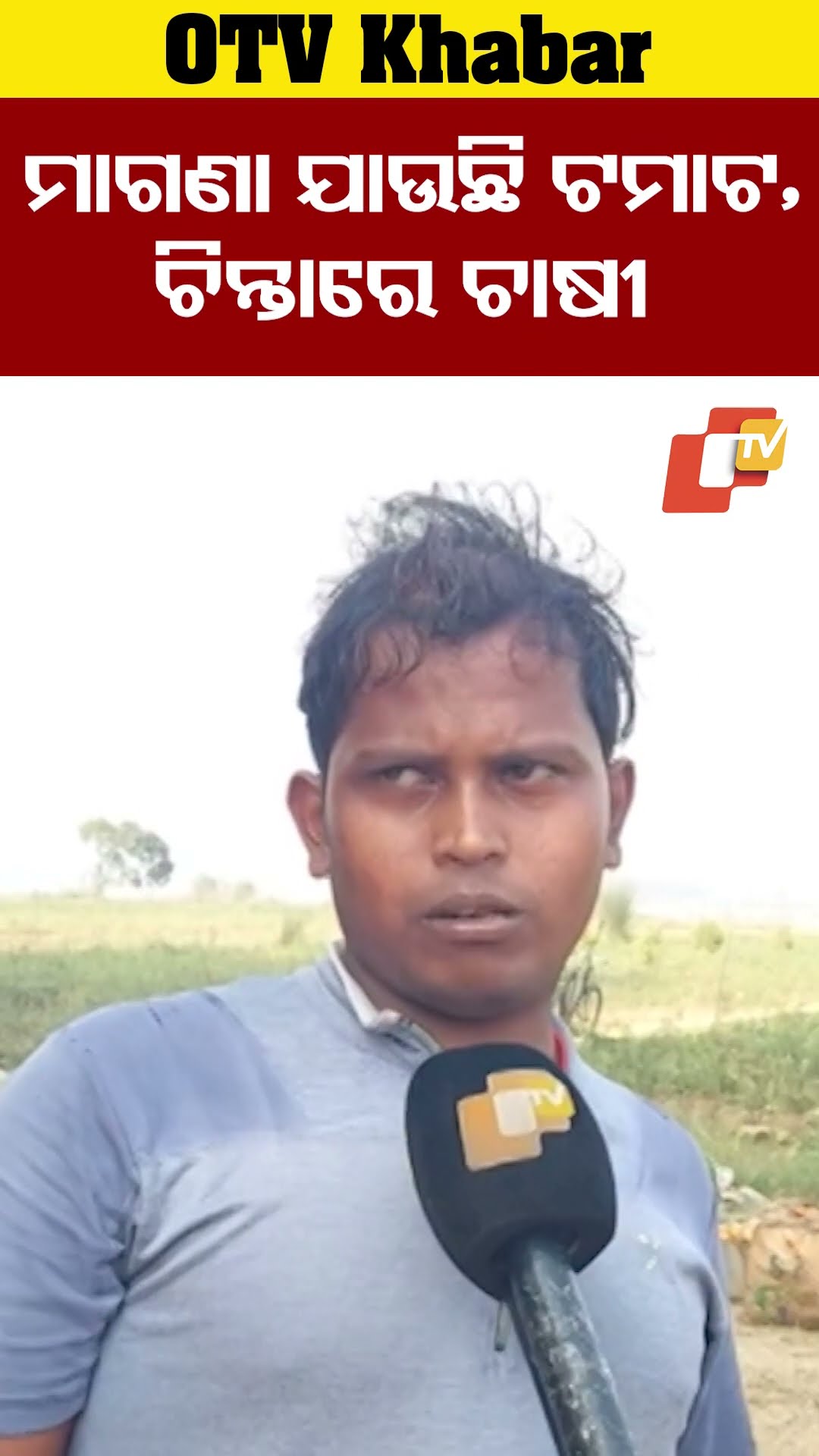 କ୍ଷତି ସହୁଛନ୍ତି ଟମାଟ ଚାଷୀ । ମାଗଣା ବିକ୍ରି କରିବାଭଳି ଲାଗୁଛି -ଟମାଟୋ କିଲେ ୫ଟଙ୍କା ପଡ଼ୁଛି #OTV