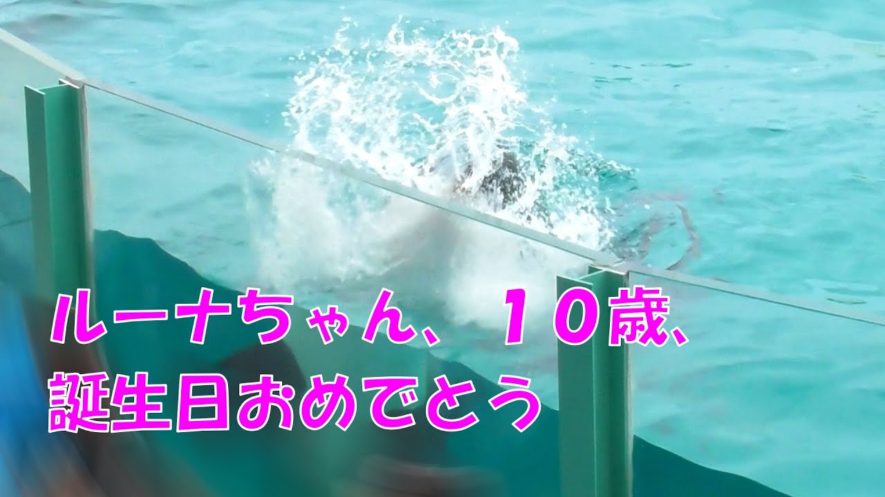 ルーナちゃん １０歳お誕生日おめでとう 鴨川シーワールド シャチ Youtube