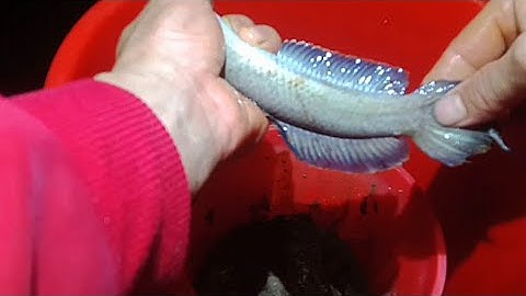 Cắm Câu Đêm | Cắm Câu Cá Lóc Đồng Trong Những Đám Lúa Sau Cơn Mưa Đầu Mùa | Soạn Nguyễn Vlogs