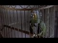 Home alone 3 Parrot