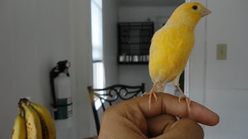 BEST trained canary EVER?