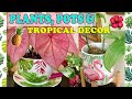 Plants 🌿Pots 🌻& Tropical Decor Tour 🌺🍍🏡