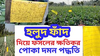 হলুদ ফাঁদ দিয়ে ফসলের ক্ষতিকর পোকা দমন পদ্ধতি ।। Yellow Sticky Traps।। হলুদ ফাঁদ