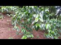 Coffee pruning