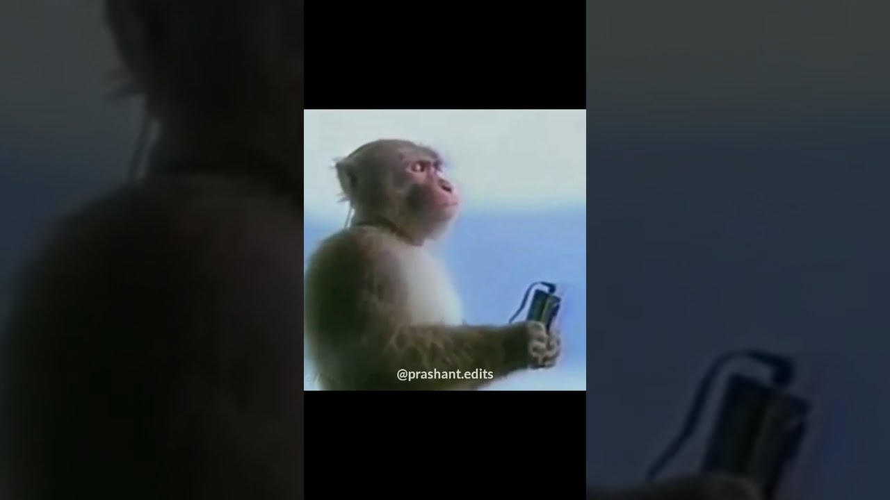 Monkey Thug Life // Funny Monkey // Edit Kare Mera Image Tune Meme // Funny video