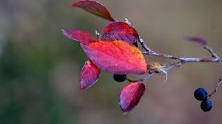 Colors of fall - Part - II Colors of fall - Part - II