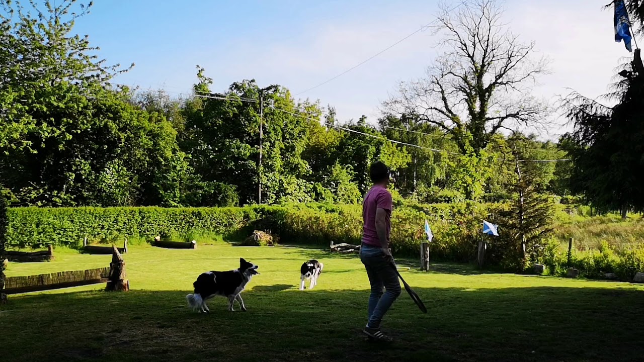 Border Collie Life (13) - YouTube