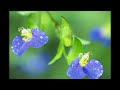 小椋佳「道草」より SIDE-A