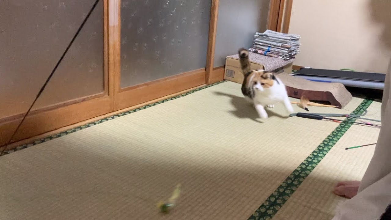 三毛猫】その場で激しくぐるぐる回る猫（2023年1月25日） - YouTube
