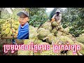 170 - ប្រមូលផលផ្លែទុរេន ស្រុកសំឡូត