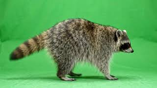 Raccoon Green Screen Stock Footage – Free Realistic Chroma Key Footage Raccoon Green Screen Stock Footage – Free Realistic Chroma Key Footage
