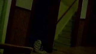 Mountain Dew featuring messing with the white tiger