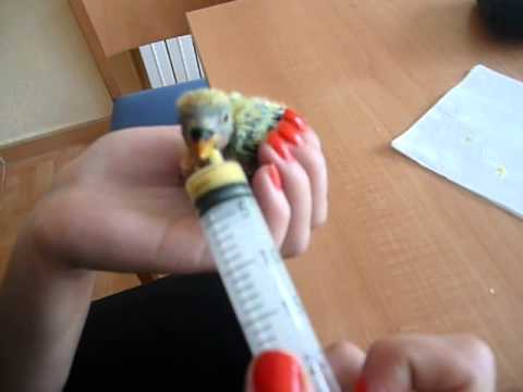 Dando la papilla a Jordi el agaporni.