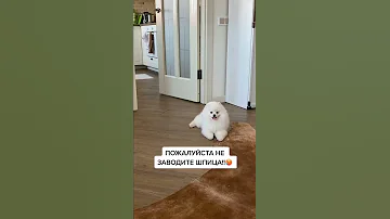 НЕ ЗАВОДИТЕ ШПИЦА 😔