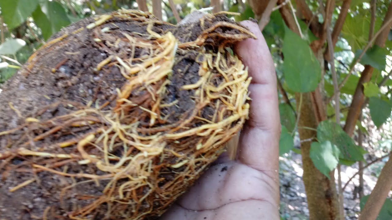 ALPORQUIA,PASSO A PASSO